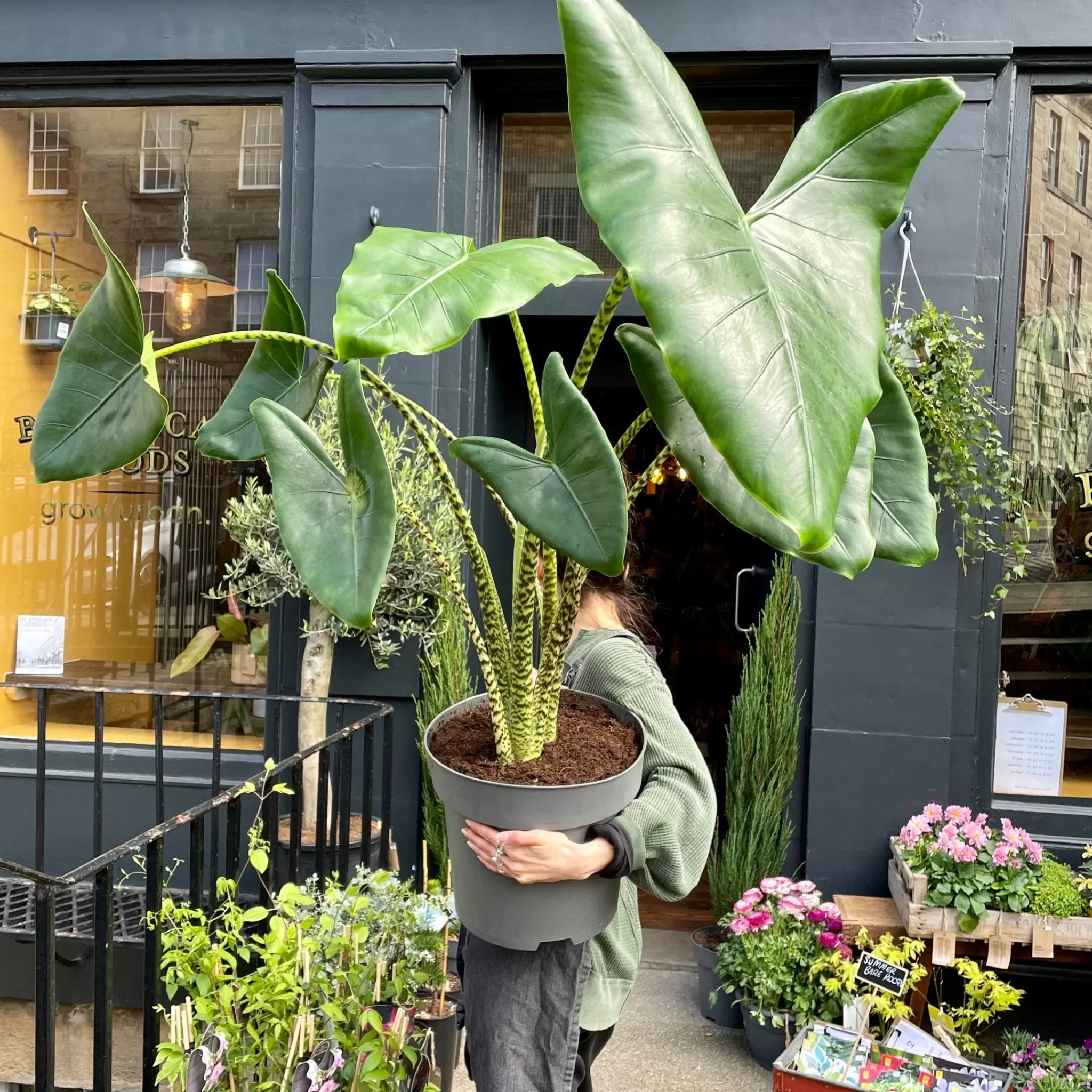 grow urban Alocasia Zebrina (32cm Pot)- Alocasia