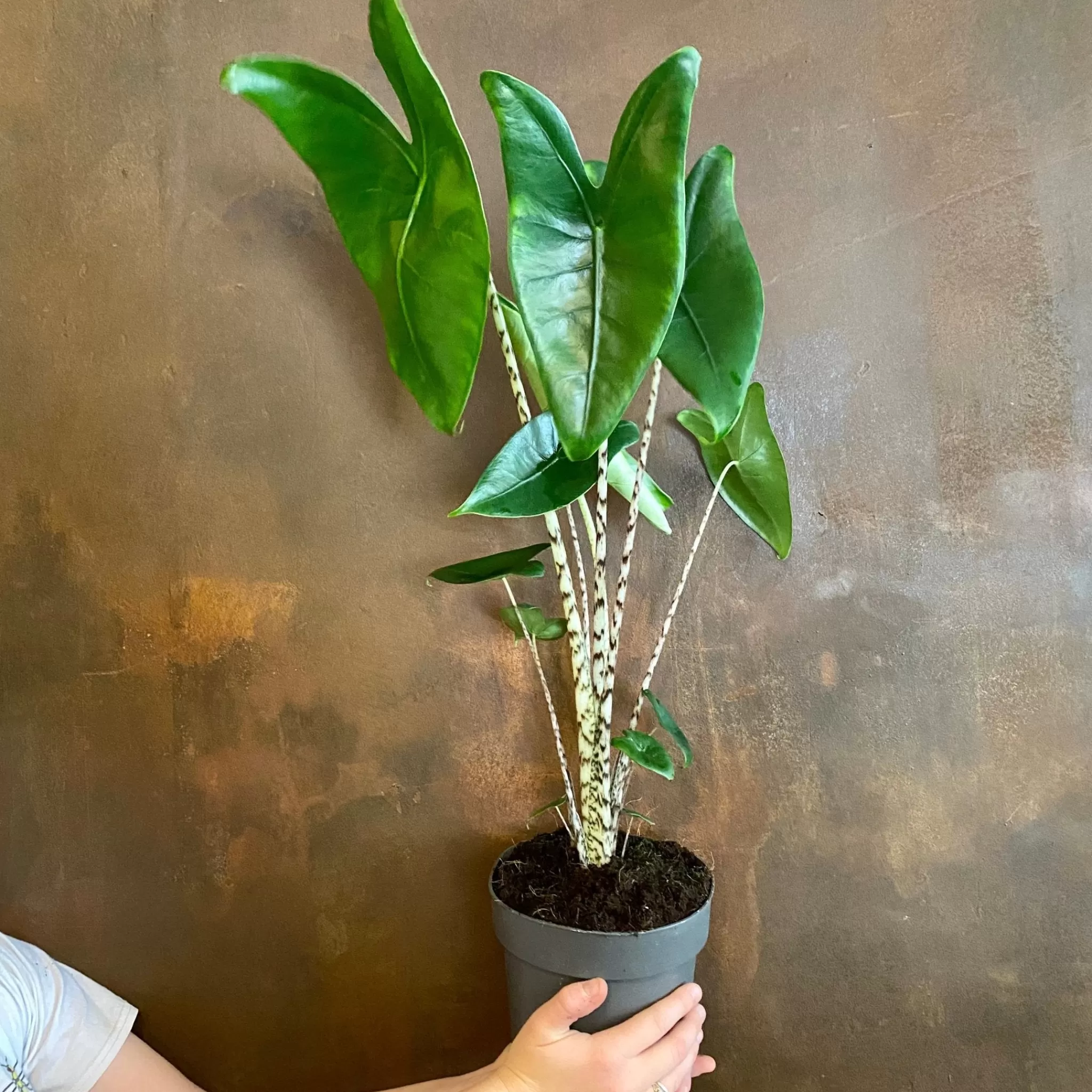 grow urban Alocasia Zebrina (17cm Pot)- Alocasia