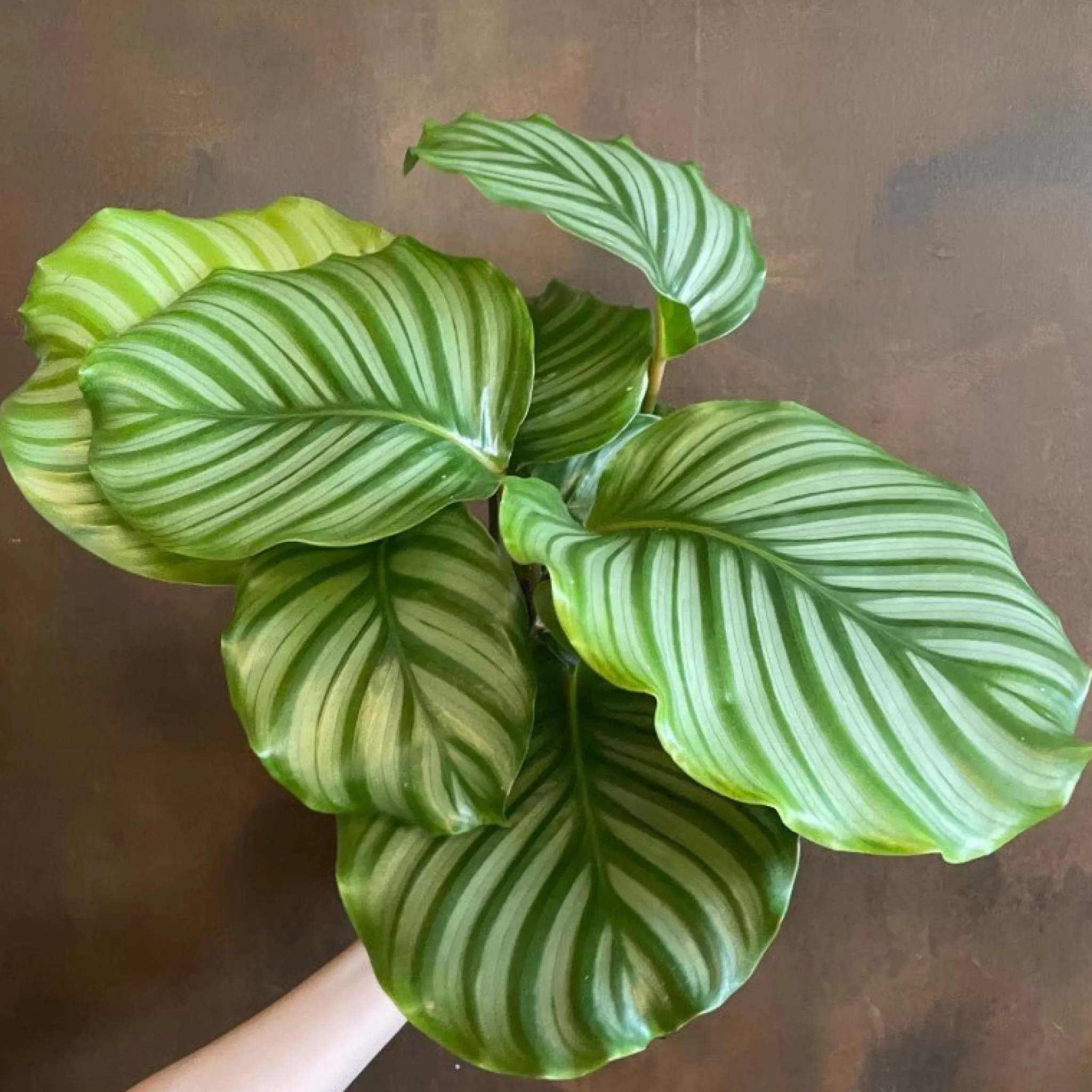 grow urban Calathea Orbifolia (17cm Pot)- Calathea