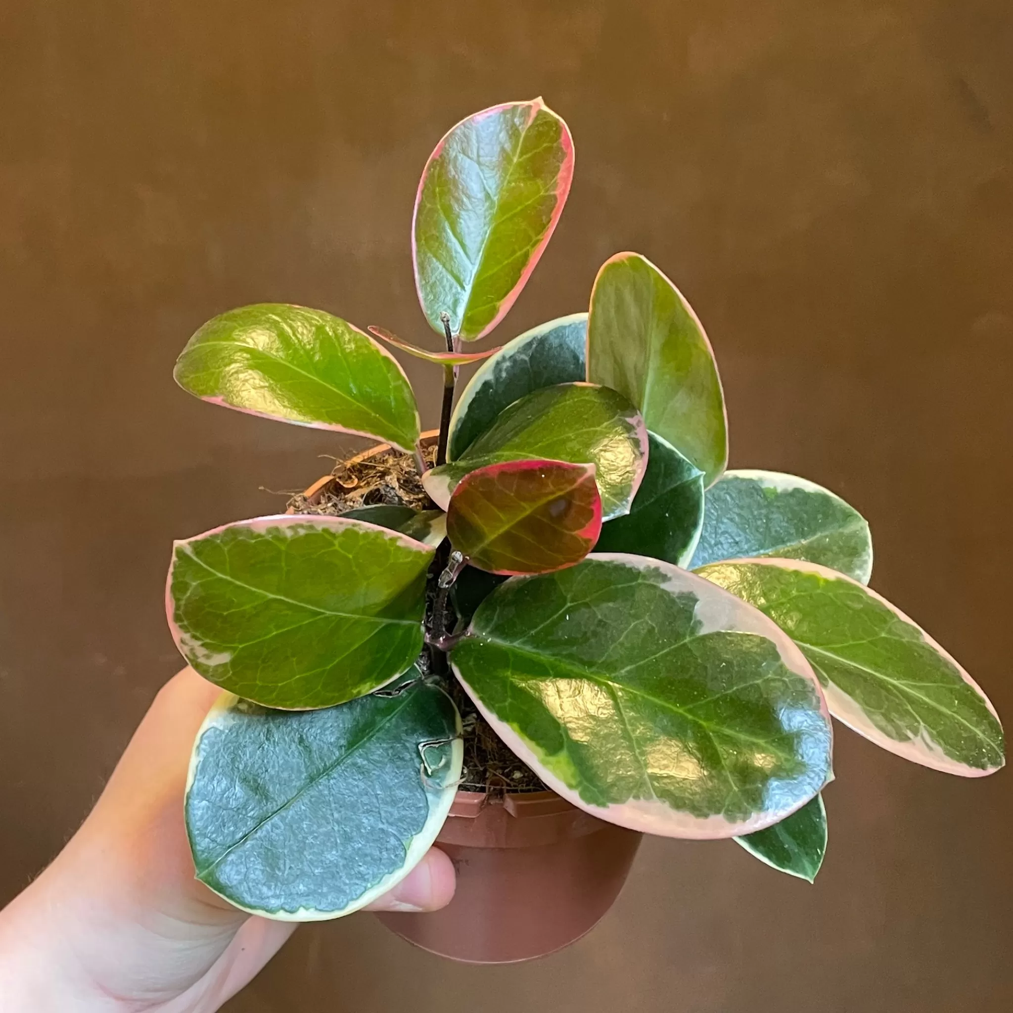 grow urban Hoya Australis 'Blondie'- Hoya | Foliage Plants