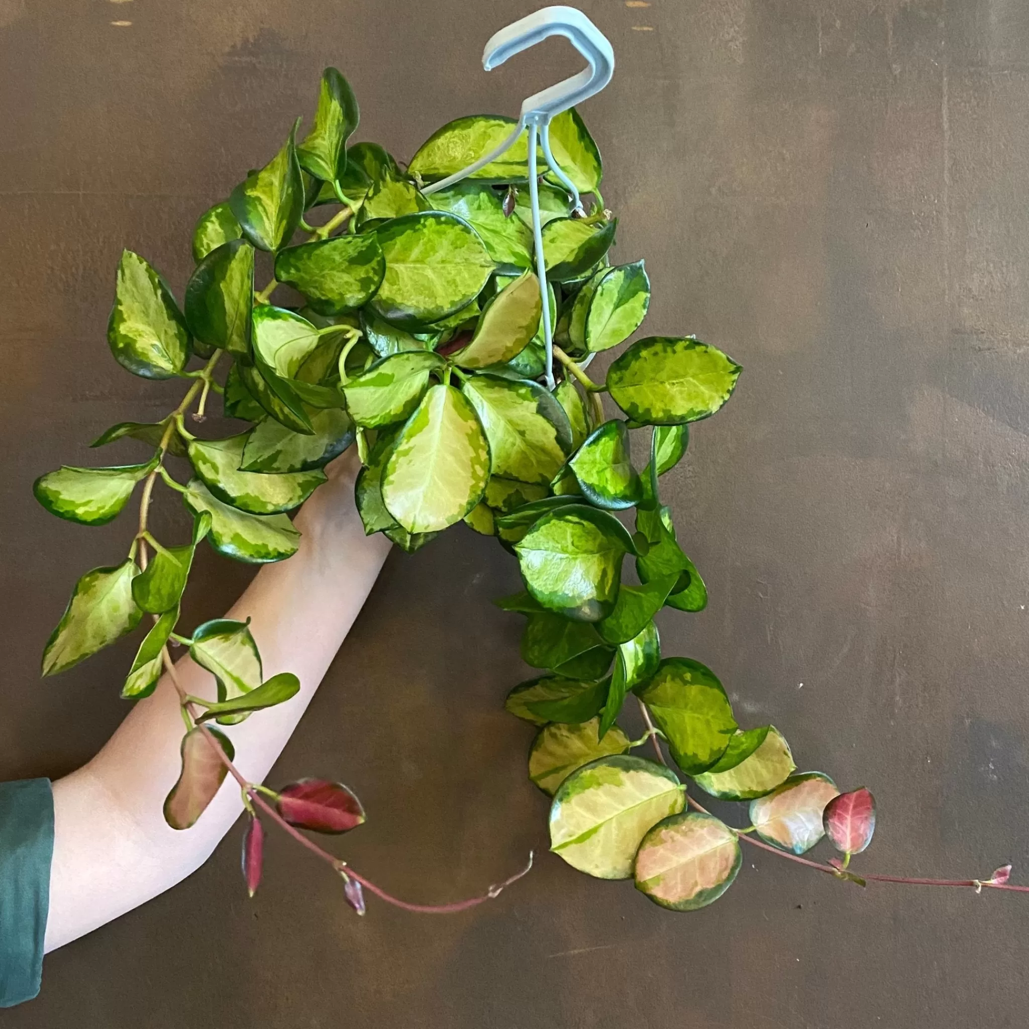 grow urban Hoya Australis ‘Lisa’- Hoya