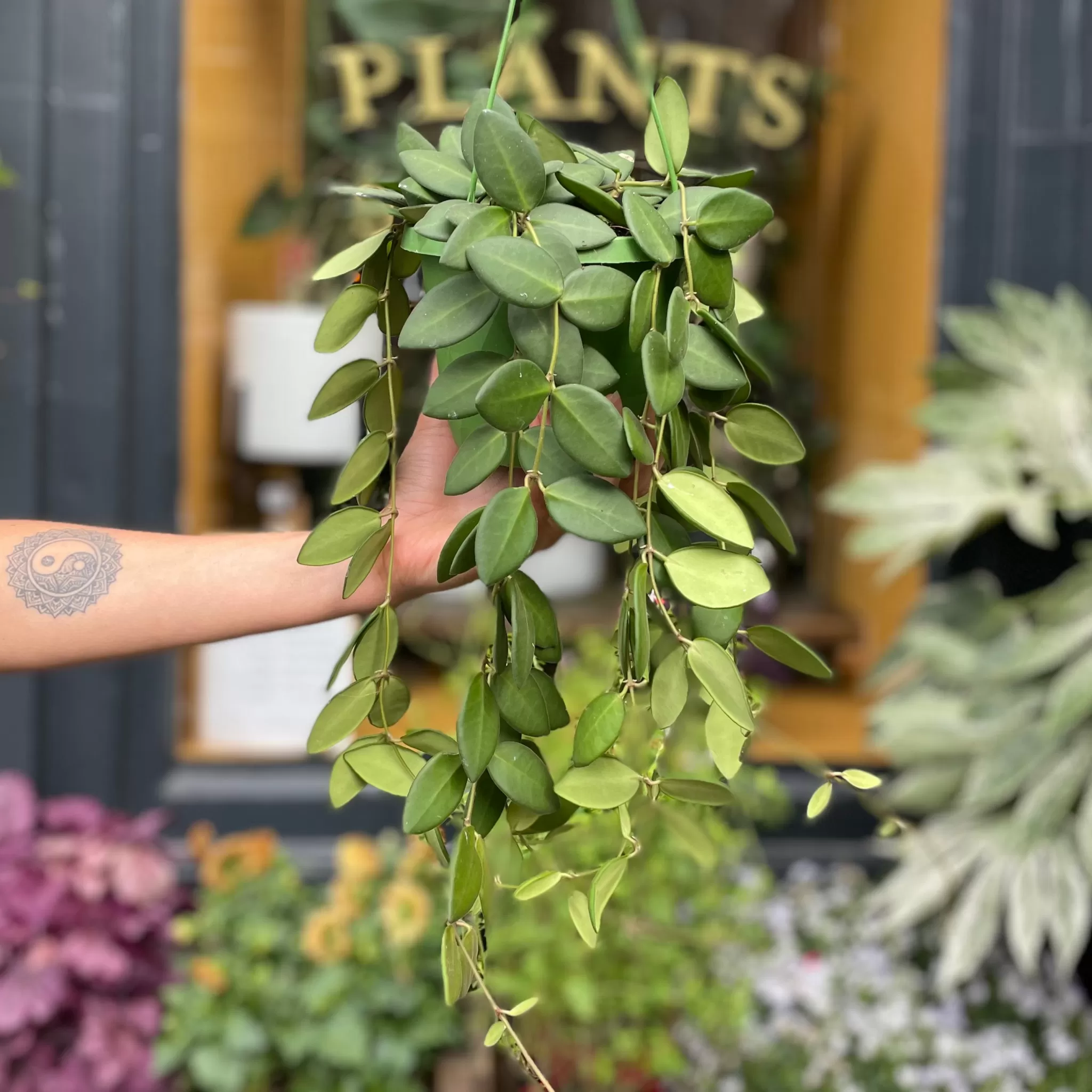 grow urban Hoya Burtoniae- Hoya