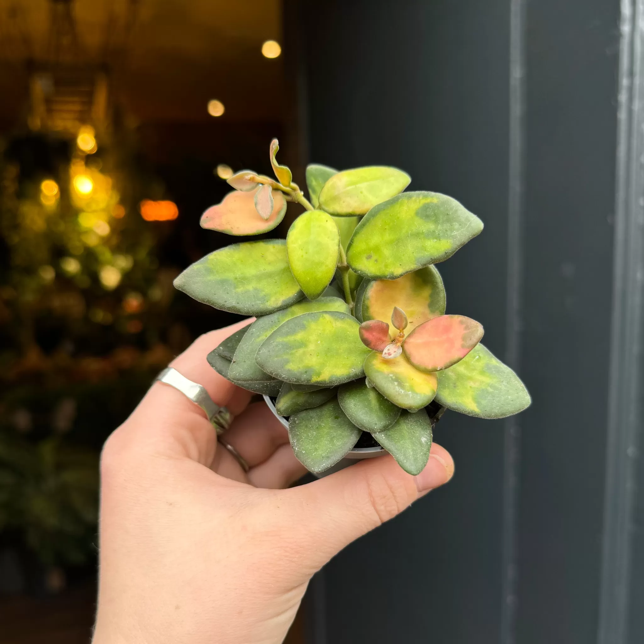 grow urban Hoya Burtoniae 'Variegata'- Hoya | Rarely Seen