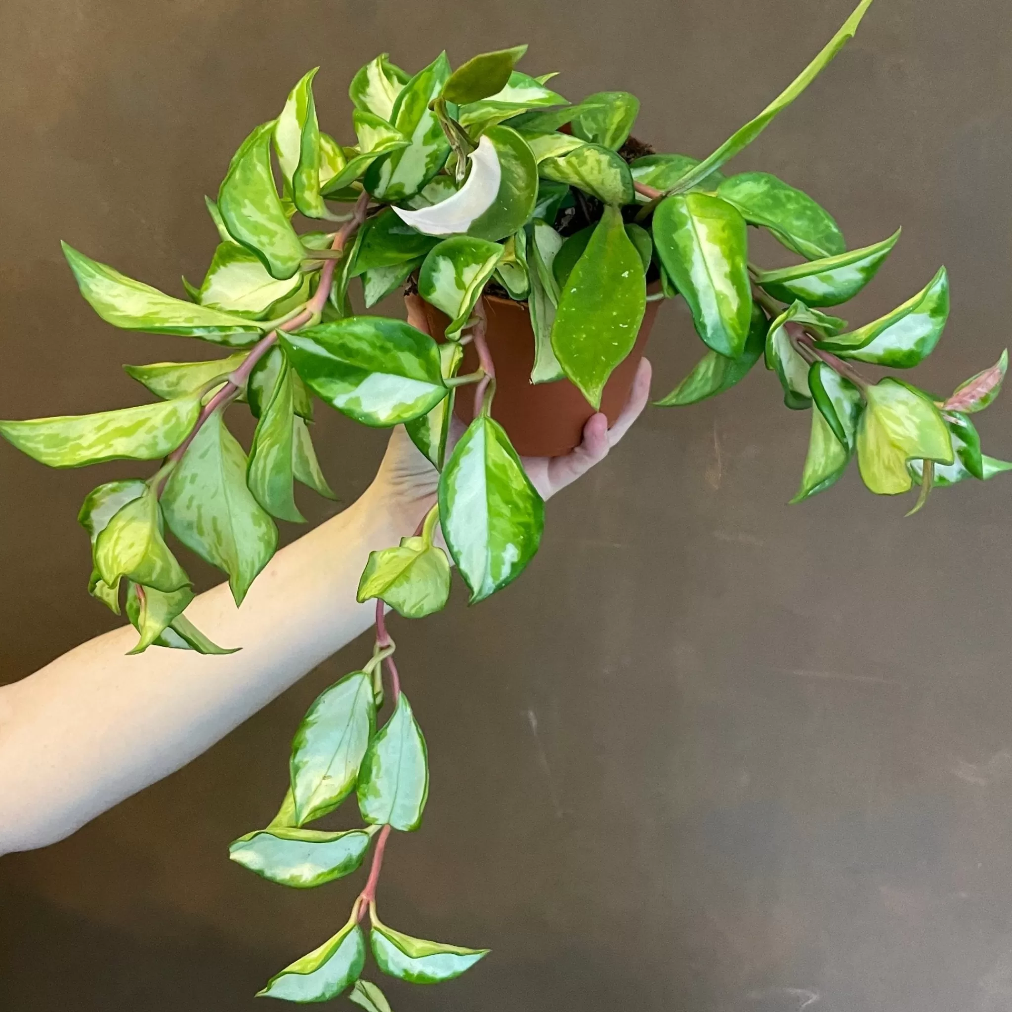 grow urban Hoya Carnosa ‘Tricolor'- Hoya