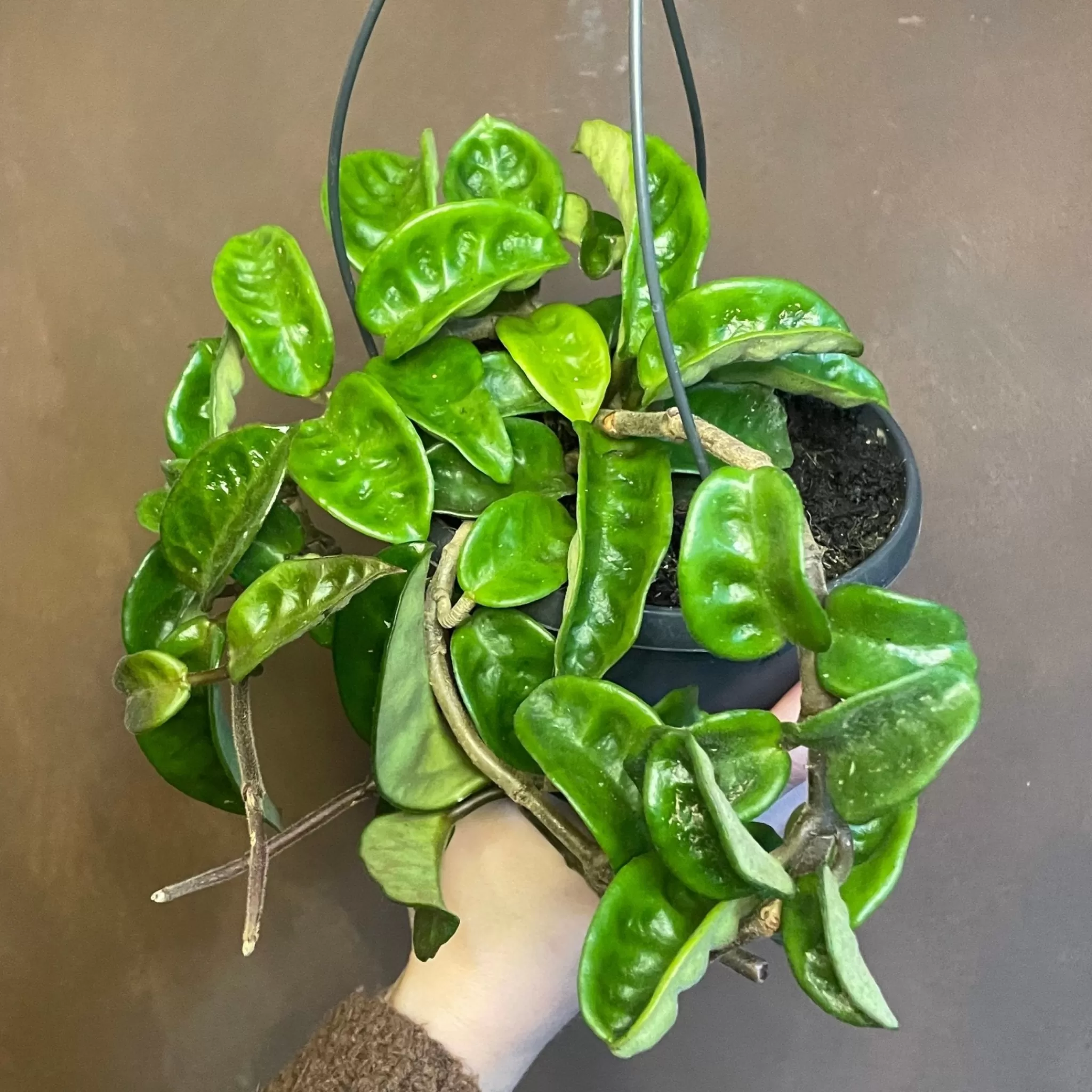 grow urban Hoya ‘Krinkle 8’ (15cm Hangpot)- Hoya