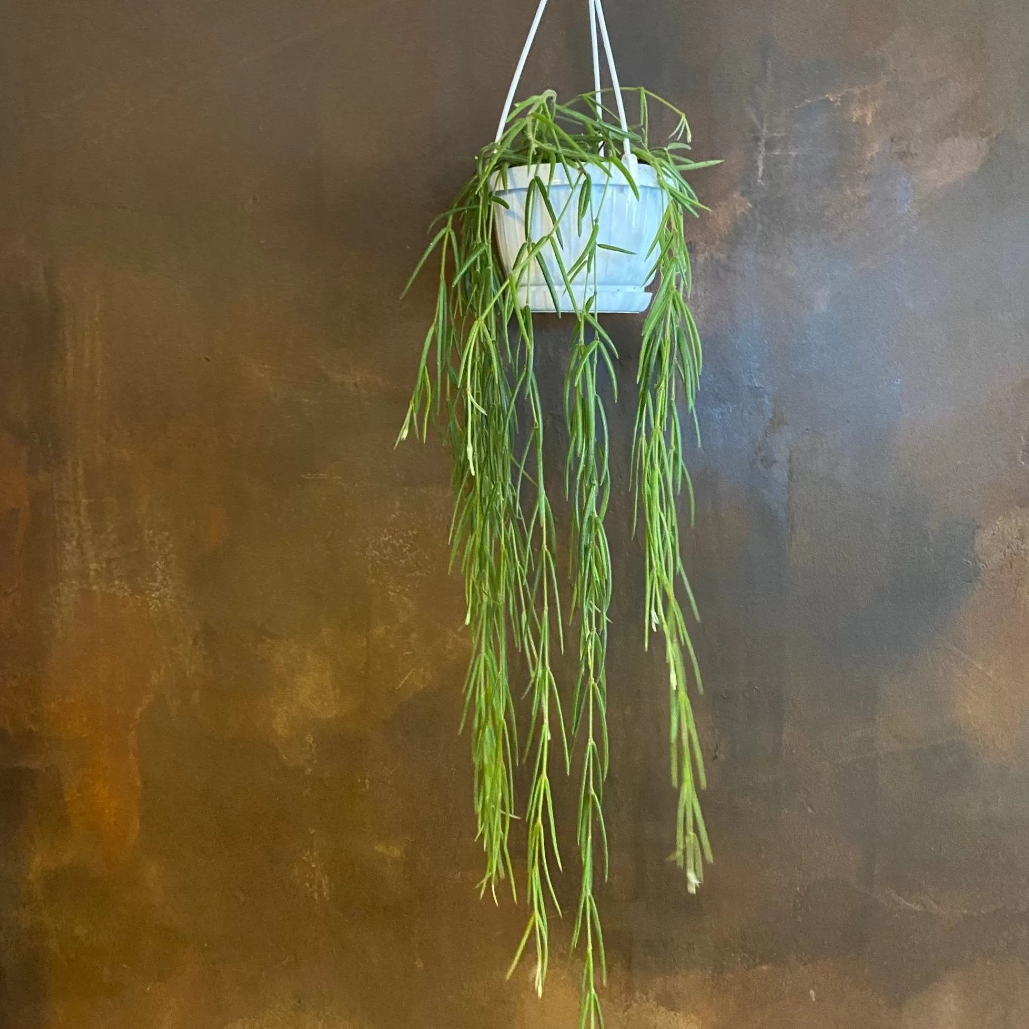 grow urban Hoya Linearis- Trailing & Hanging Plants | Hoya