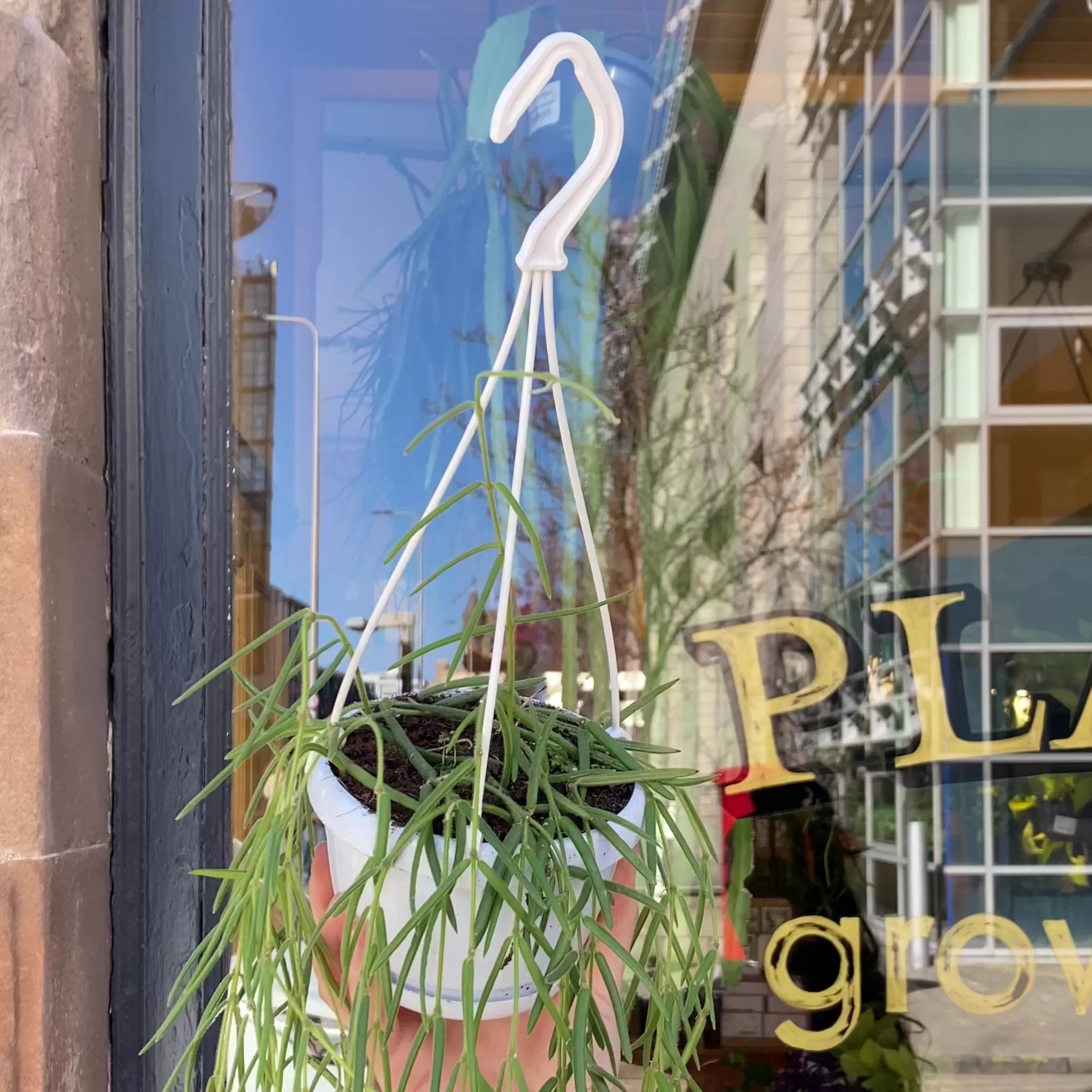 grow urban Hoya Linearis- Trailing & Hanging Plants | Hoya