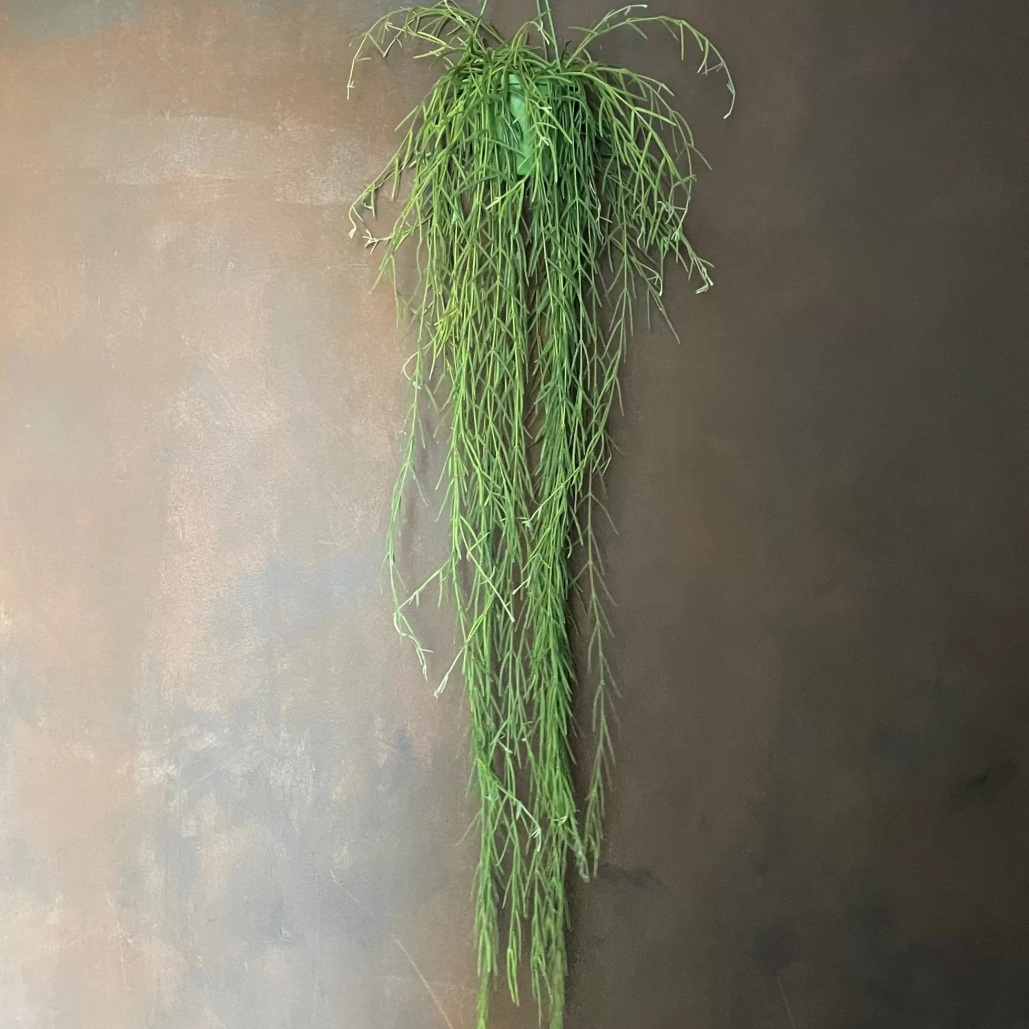 grow urban Hoya Linearis (80cm+ Length)- Hoya