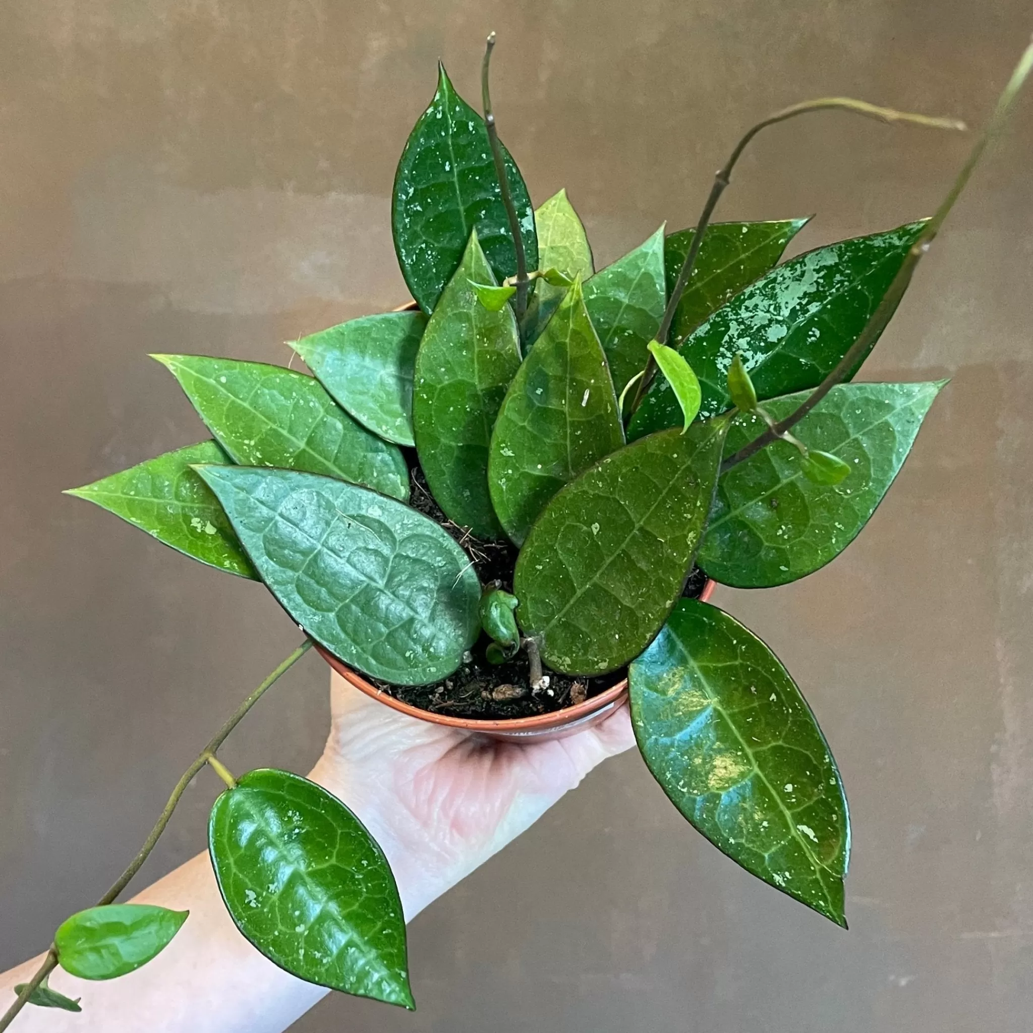 grow urban Hoya Parasitica 'Black Margin'- Hoya