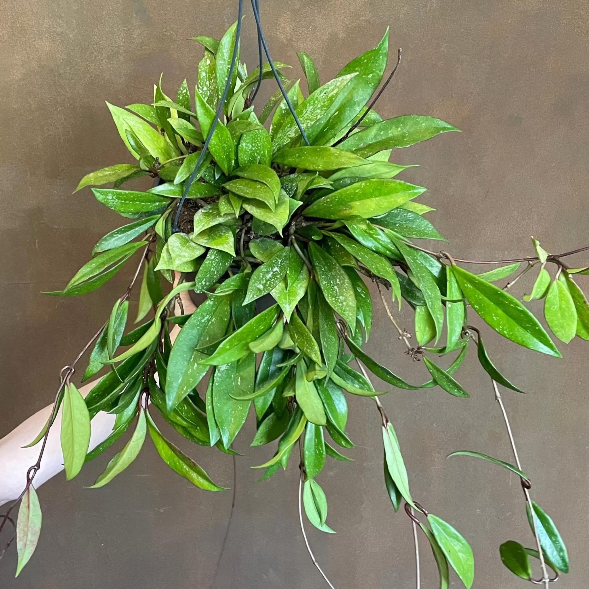 grow urban Hoya Pubicalyx (19cm Hangpot)- Hoya