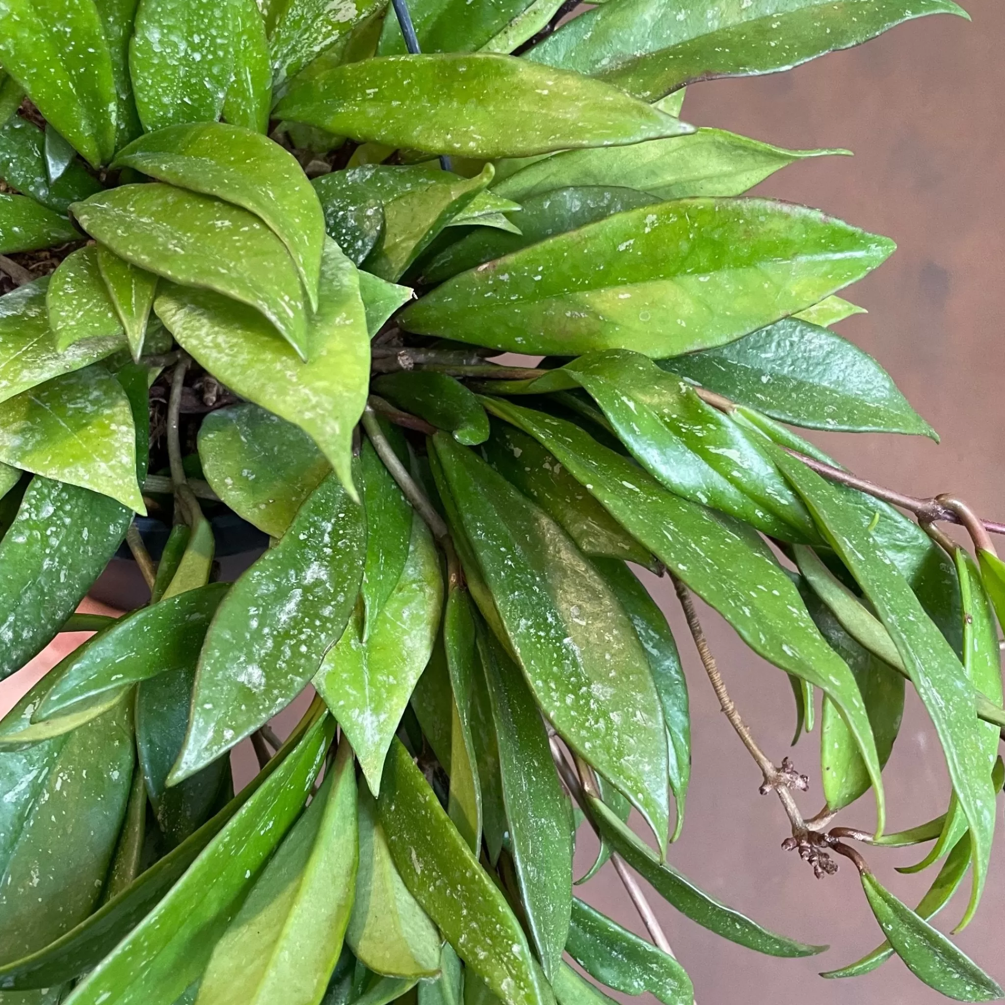 grow urban Hoya Pubicalyx (19cm Hangpot)- Hoya