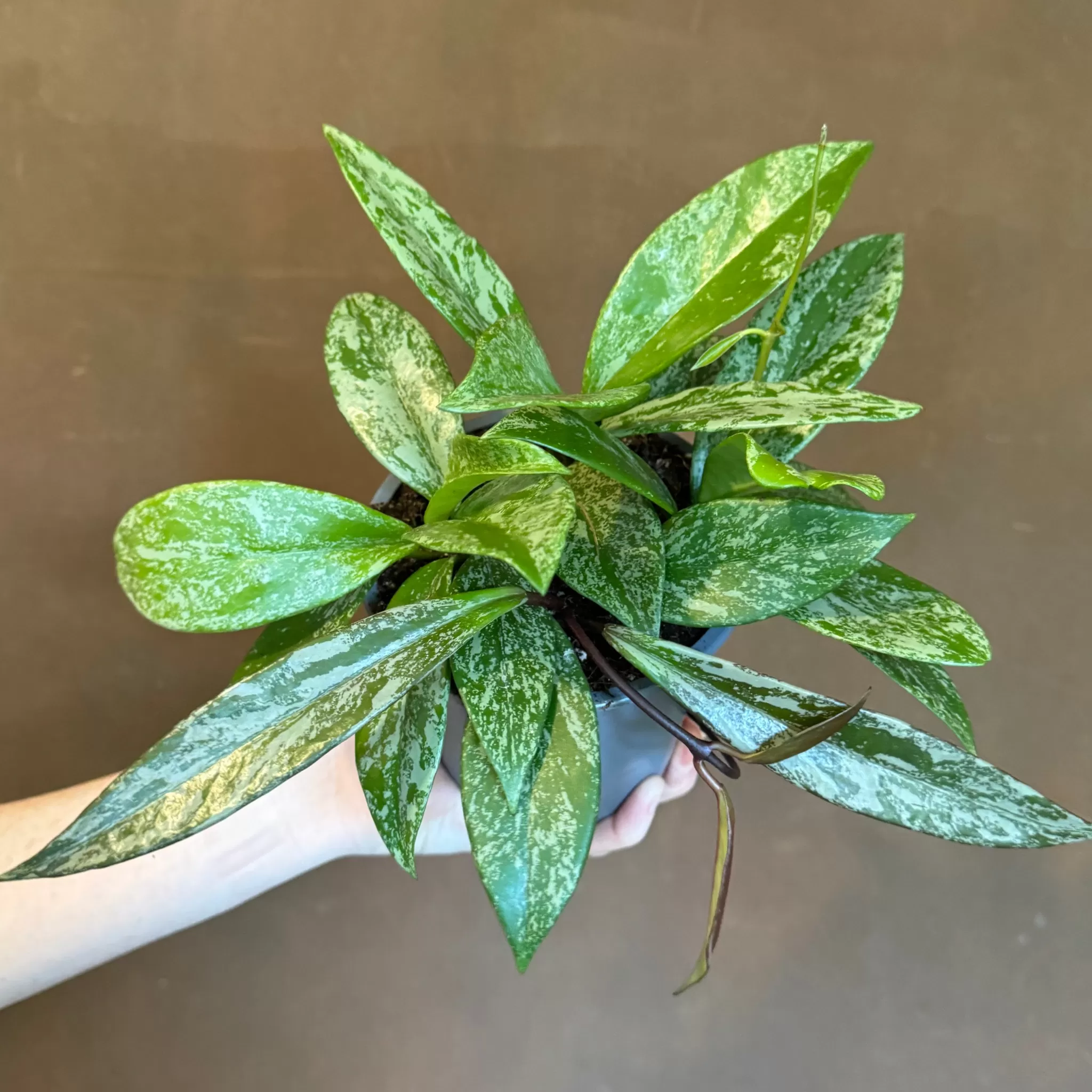 grow urban Hoya Pubicalyx 'Silver Spot'- Hoya
