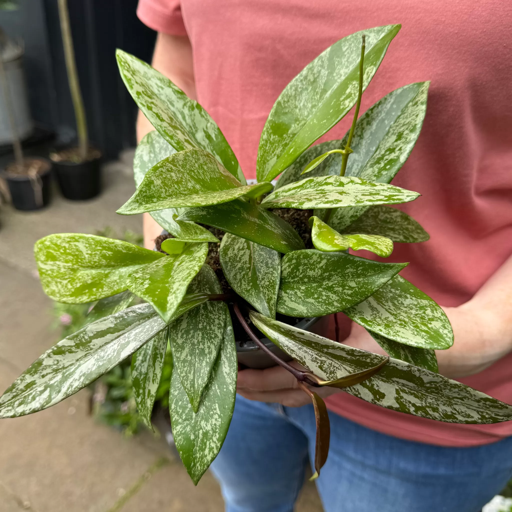 grow urban Hoya Pubicalyx 'Silver Spot'- Hoya