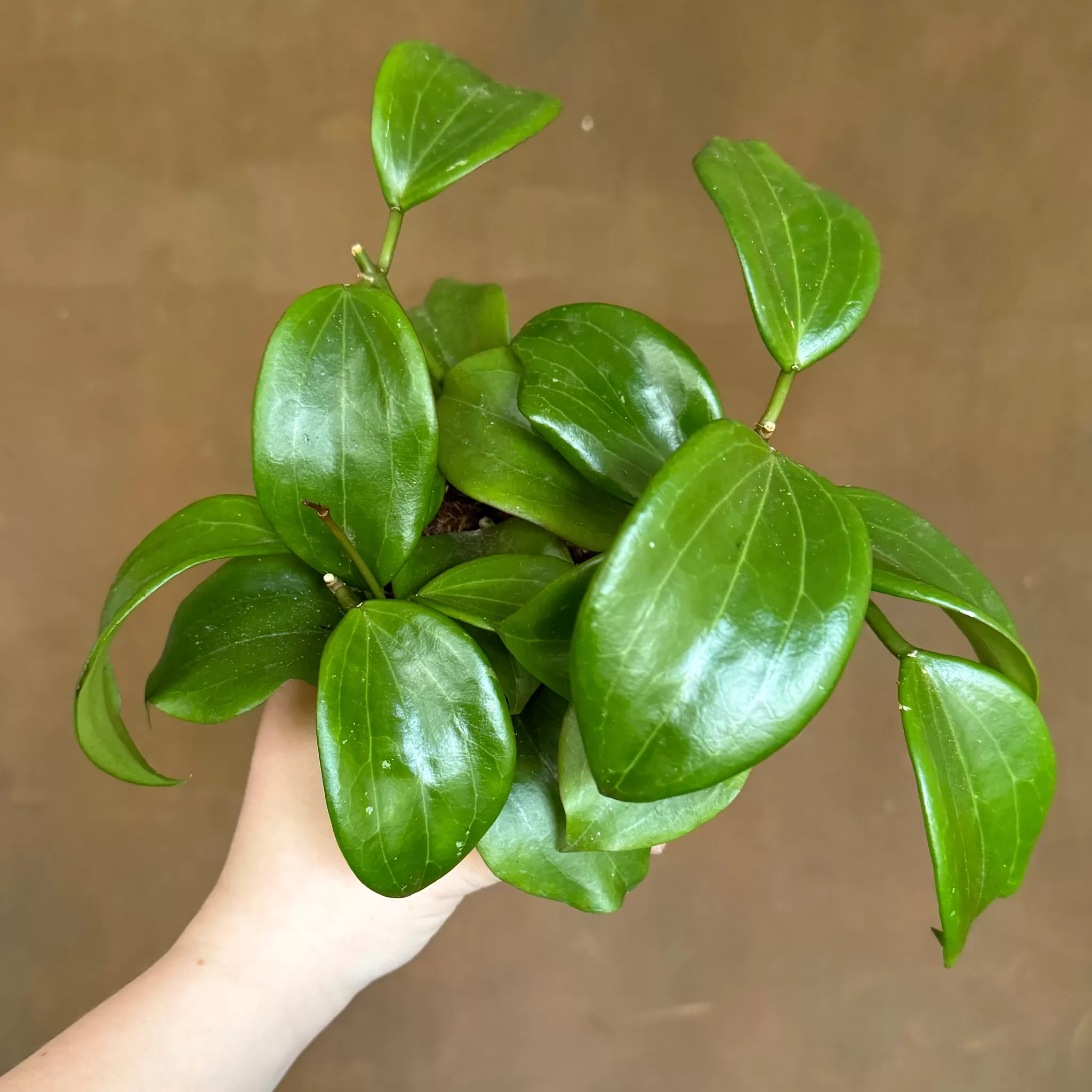 grow urban Hoya Quinquenervia- Hoya