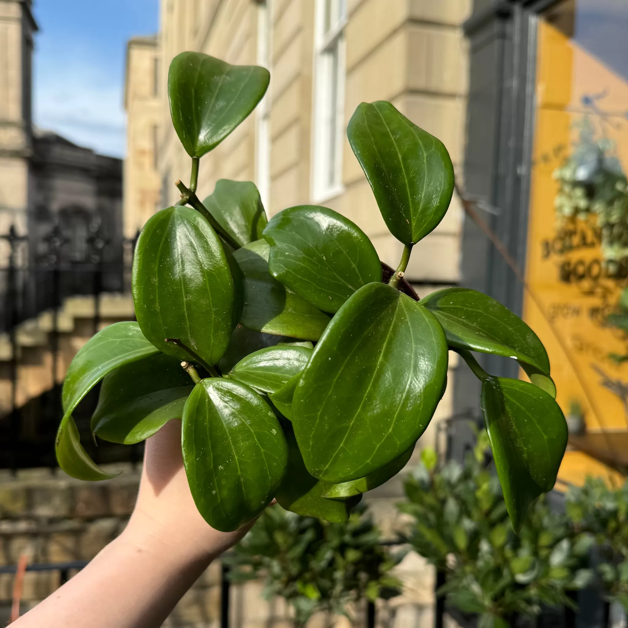 grow urban Hoya Quinquenervia- Hoya