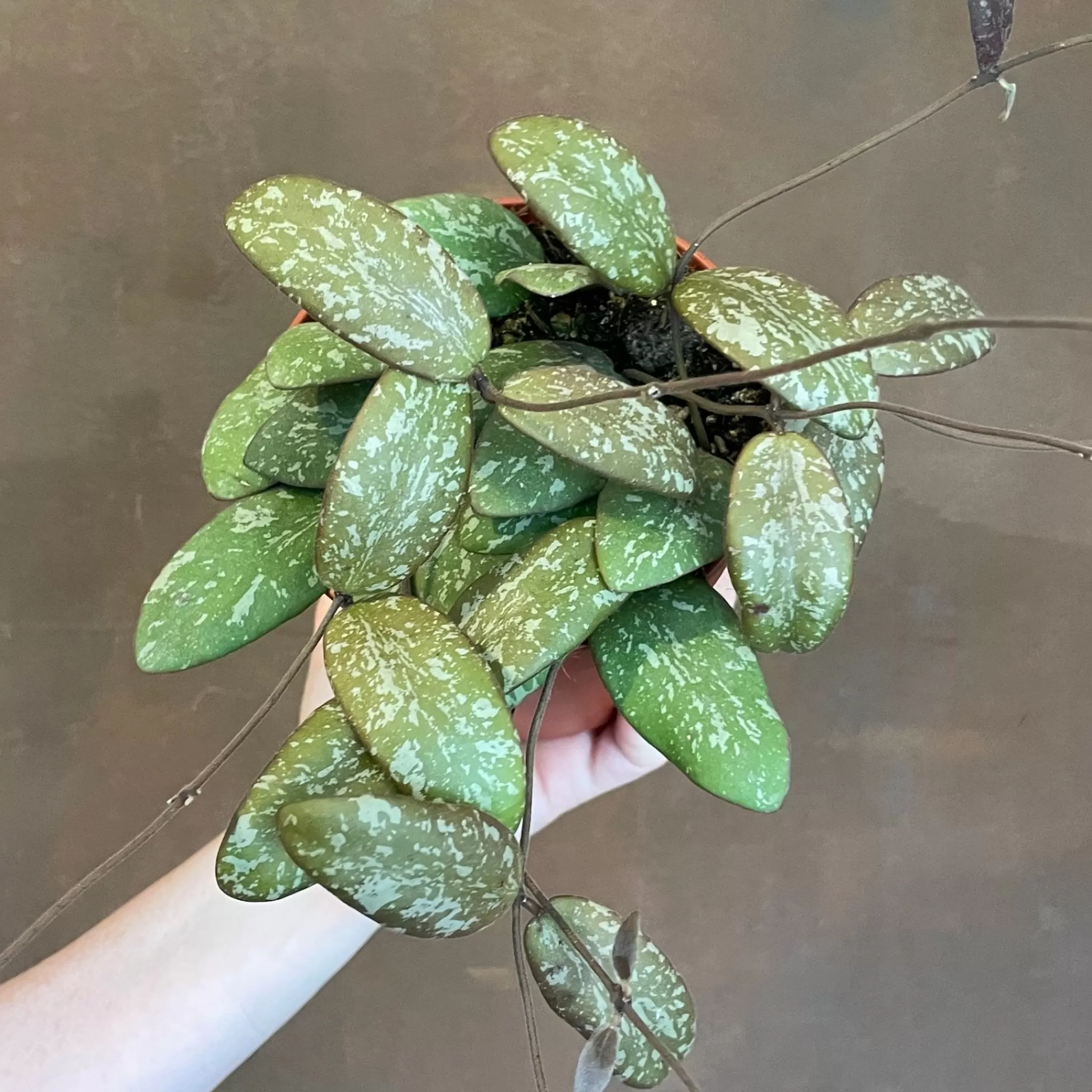 grow urban Hoya Sigillatis- Hoya