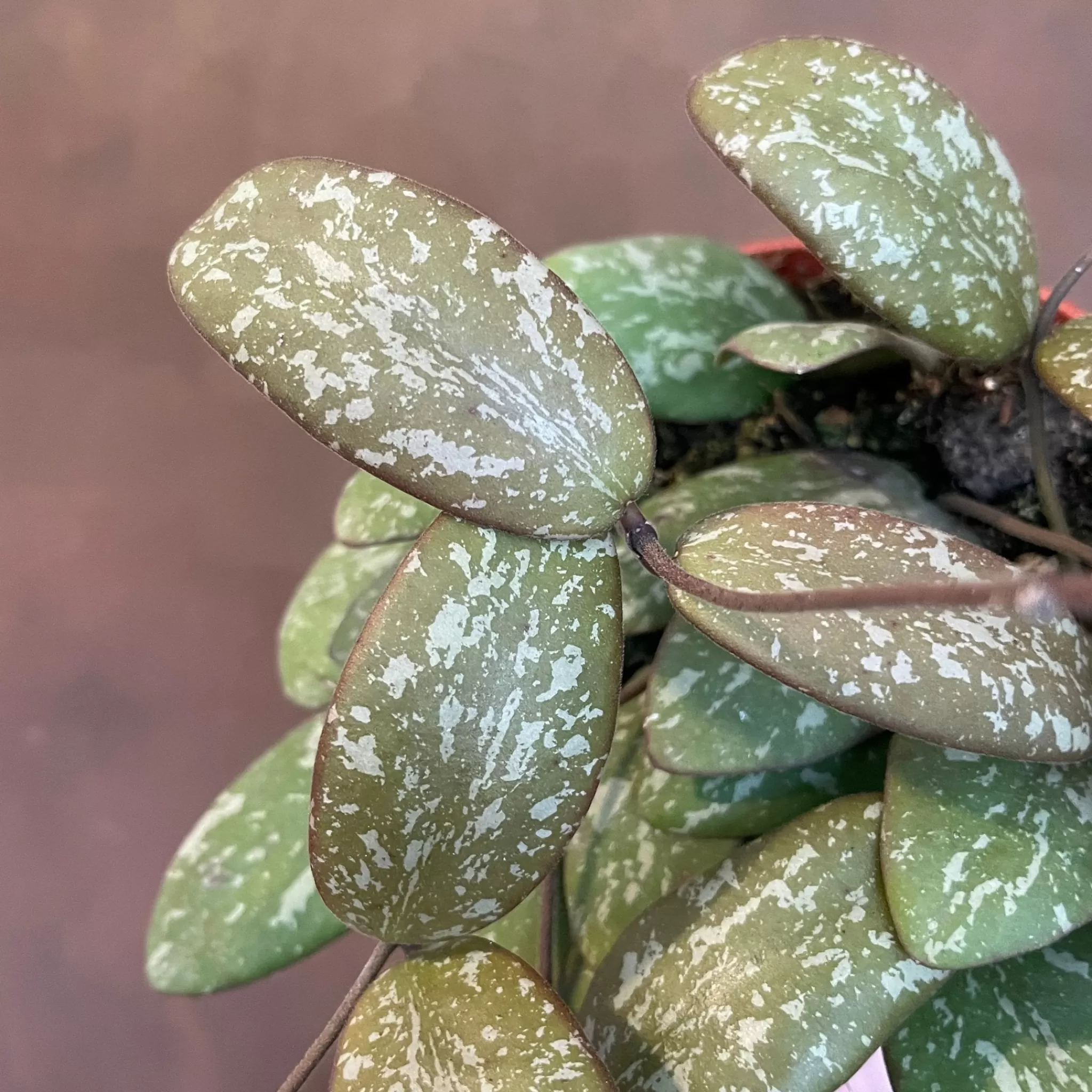 grow urban Hoya Sigillatis- Hoya